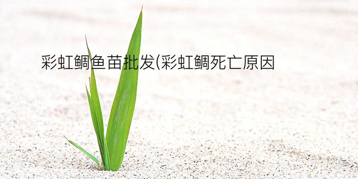 彩虹鲷鱼苗批发(彩虹鲷死亡原因)