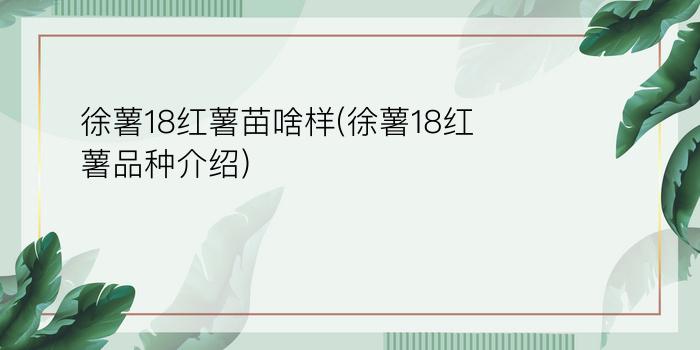 徐薯18红薯苗啥样(徐薯18红薯品种介绍)