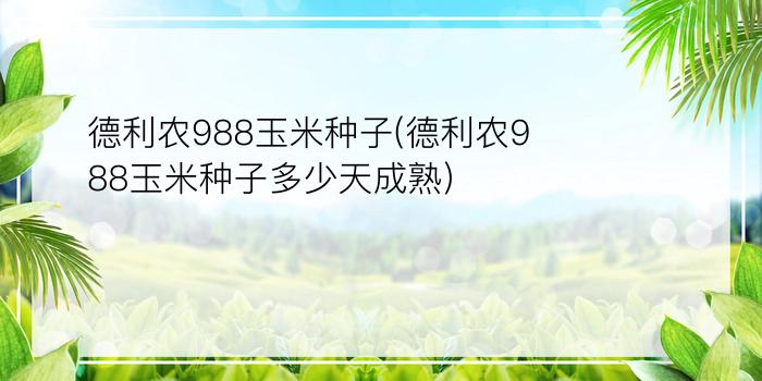 德利农988玉米种子(德利农988玉米种子多少天成熟)