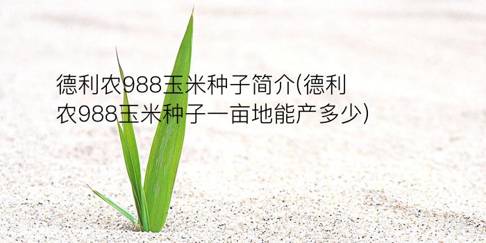 德利农988玉米种子简介(德利农988玉米种子一亩地能产多少)