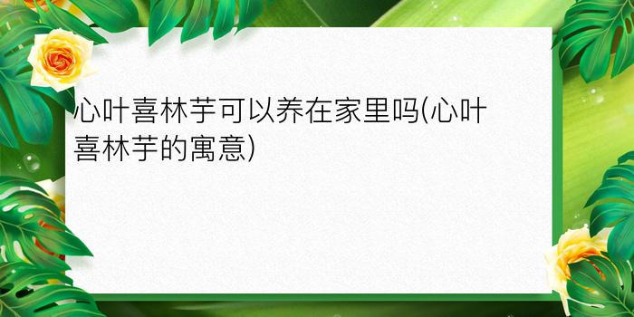 心叶喜林芋可以养在家里吗(心叶喜林芋的寓意)