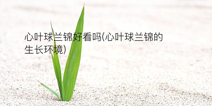 心叶球兰锦好看吗(心叶球兰锦的生长环境)