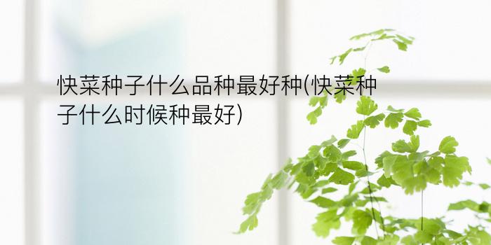 快菜种子什么品种最好种(快菜种子什么时候种最好)