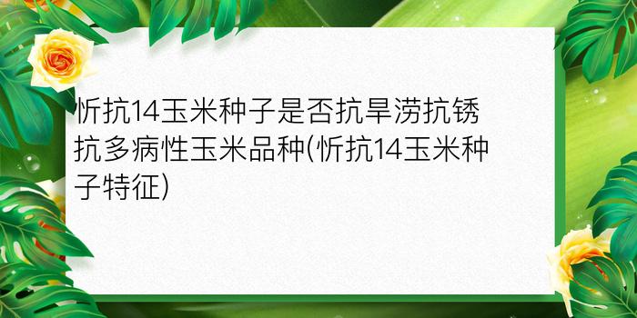 忻抗14玉米种子是否抗旱涝抗锈抗多病性玉米品种(忻抗14玉米种子特征)