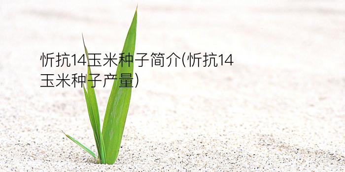 忻抗14玉米种子简介(忻抗14玉米种子产量)