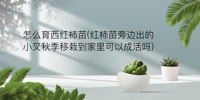 怎么育西红柿苗(红柿苗旁边出的小叉秋季移栽到家里可以成活吗)