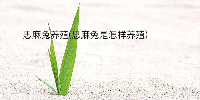 思麻兔养殖(思麻兔是怎样养殖)