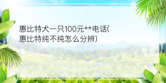 惠比特犬一只100元**电话(惠比特纯不纯怎么分辨)