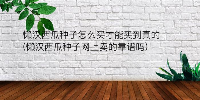 懒汉西瓜种子怎么买才能买到真的(懒汉西瓜种子网上卖的靠谱吗)