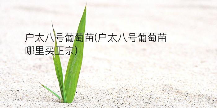 户太八号葡萄苗(户太八号葡萄苗哪里买正宗)