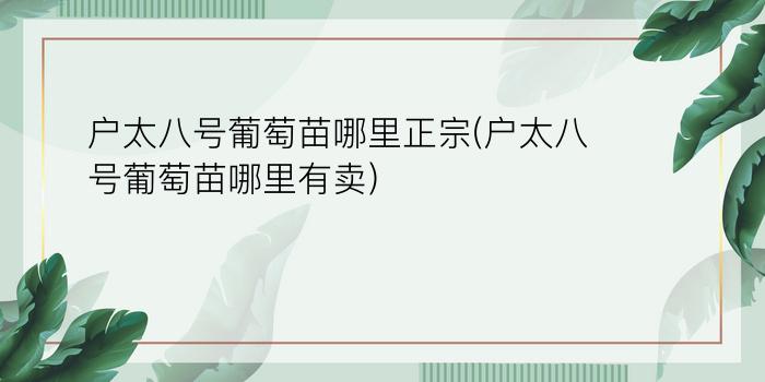 户太八号葡萄苗哪里正宗(户太八号葡萄苗哪里有卖)