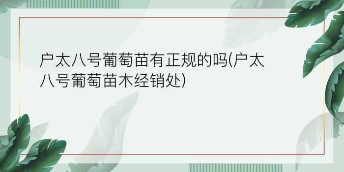 户太八号葡萄苗有正规的吗(户太八号葡萄苗木经销处)