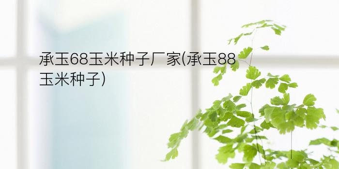 承玉68玉米种子厂家(承玉88玉米种子)