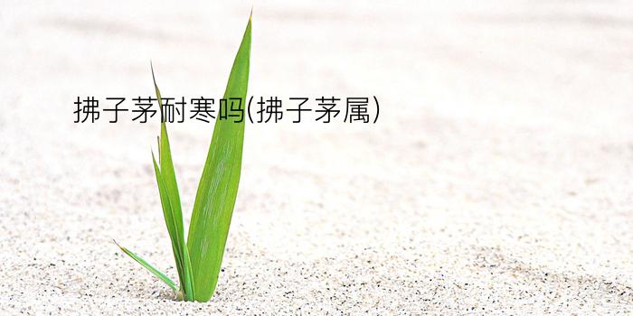 拂子茅耐寒吗(拂子茅属)