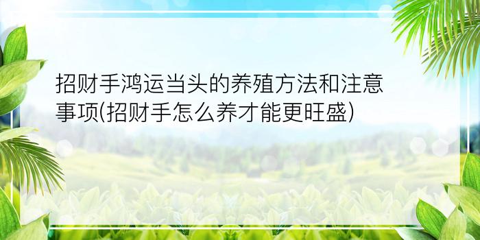 招财手鸿运当头的养殖方法和注意事项(招财手怎么养才能更旺盛)