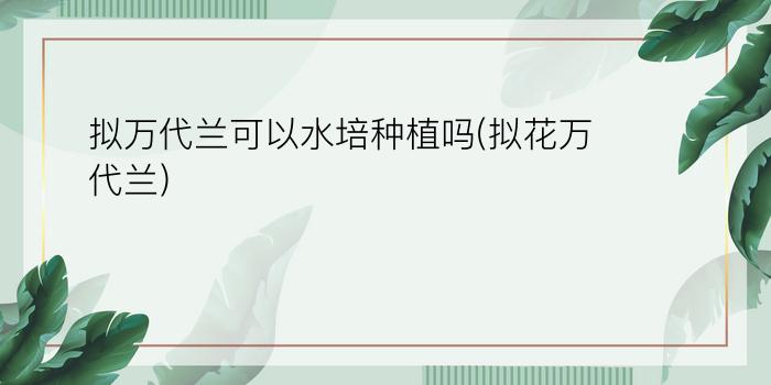 拟万代兰可以水培种植吗(拟花万代兰)