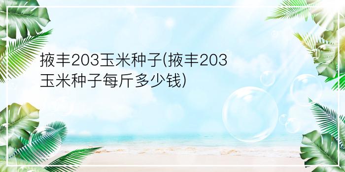 掖丰203玉米种子(掖丰203玉米种子每斤多少钱)