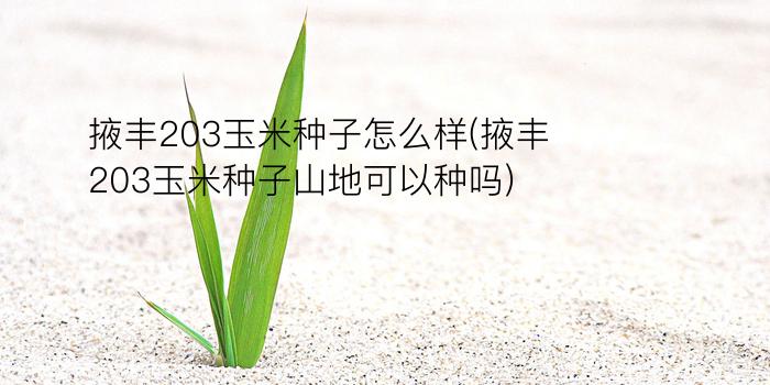 掖丰203玉米种子怎么样(掖丰203玉米种子山地可以种吗)