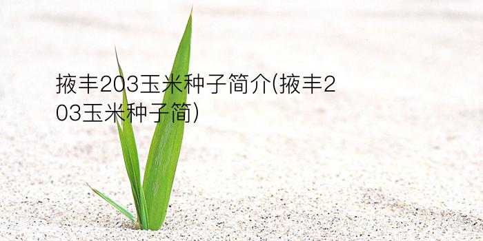 掖丰203玉米种子简介(掖丰203玉米种子简)