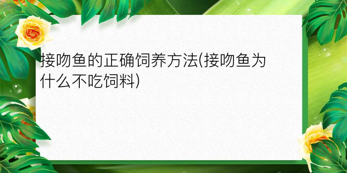 接吻鱼的正确饲养方法(接吻鱼为什么不吃饲料)