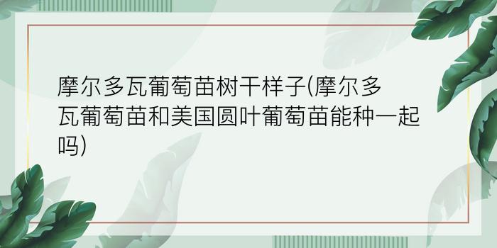 摩尔多瓦葡萄苗树干样子(摩尔多瓦葡萄苗和美国圆叶葡萄苗能种一起吗)