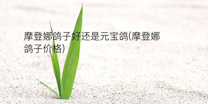 摩登娜鸽子好还是元宝鸽(摩登娜鸽子价格)