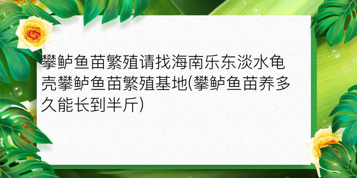 攀鲈鱼苗繁殖请找海南乐东淡水龟壳攀鲈鱼苗繁殖基地(攀鲈鱼苗养多久能长到半斤)