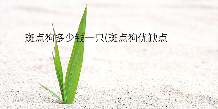 斑点狗多少钱一只(斑点狗优缺点)