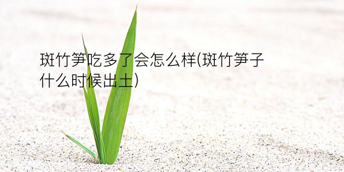 斑竹笋吃多了会怎么样(斑竹笋子什么时候出土)