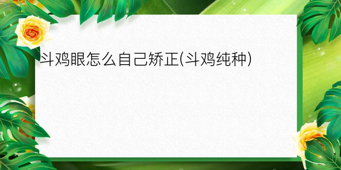 斗鸡眼怎么自己矫正(斗鸡纯种)