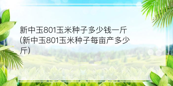 新中玉801玉米种子多少钱一斤(新中玉801玉米种子每亩产多少斤)