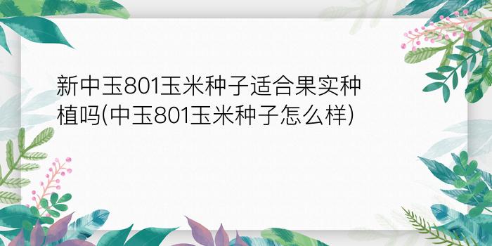 新中玉801玉米种子适合果实种植吗(中玉801玉米种子怎么样)