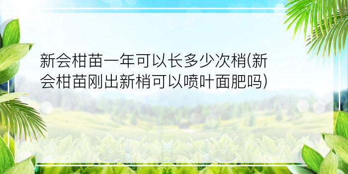 新会柑苗一年可以长多少次梢(新会柑苗刚出新梢可以喷叶面肥吗)