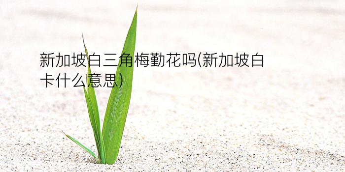 新加坡白三角梅勤花吗(新加坡白卡什么意思)