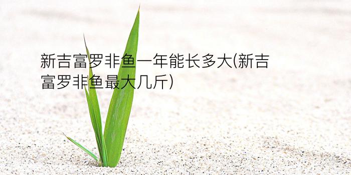 新吉富罗非鱼一年能长多大(新吉富罗非鱼最大几斤)