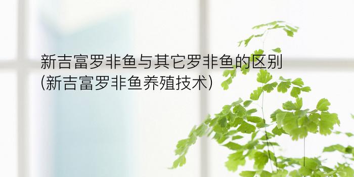 新吉富罗非鱼与其它罗非鱼的区别(新吉富罗非鱼养殖技术)