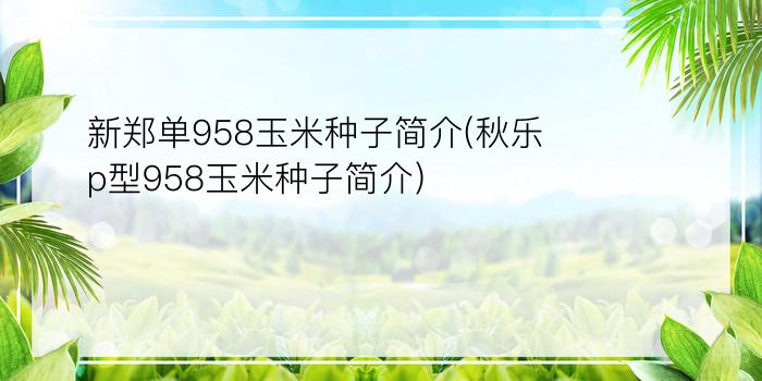 新郑单958玉米种子简介(秋乐p型958玉米种子简介)