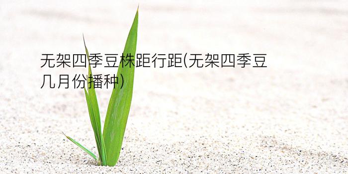 无架四季豆株距行距(无架四季豆几月份播种)