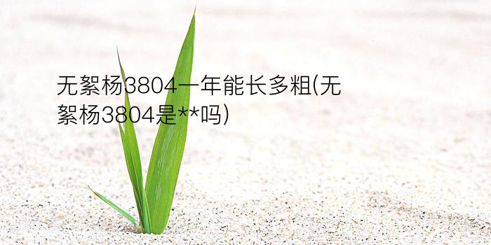 无絮杨3804一年能长多粗?(无絮杨3804是**吗)