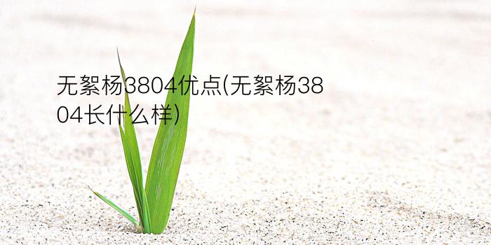 无絮杨3804优点(无絮杨3804长什么样)