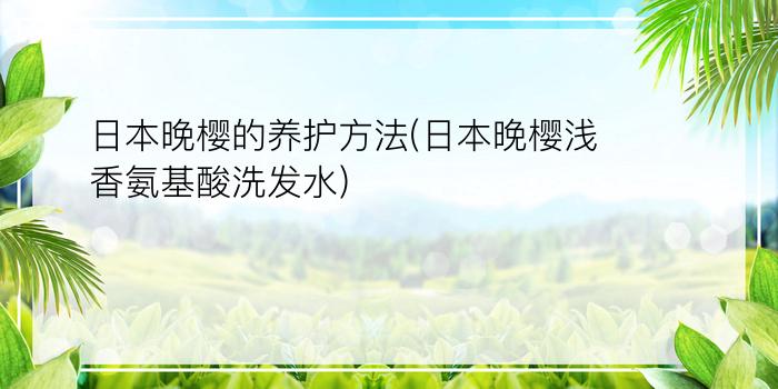 日本晚樱的养护方法(日本晚樱浅香氨基酸洗发水)