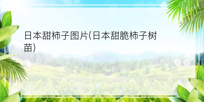 日本甜柿子图片(日本甜脆柿子树苗)