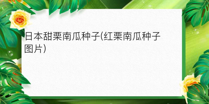 日本甜栗南瓜种子(红栗南瓜种子图片)