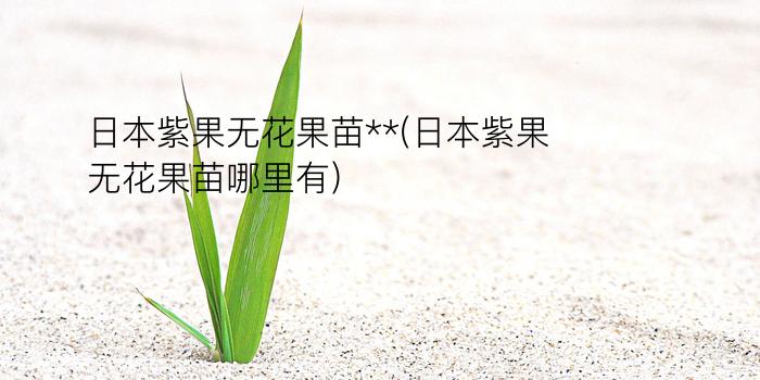 日本紫果无花果苗**(日本紫果无花果苗哪里有)