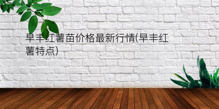 早丰红薯苗价格最新行情(早丰红薯特点)