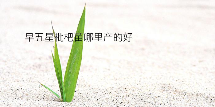 早五星枇杷苗哪里产的好