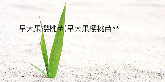 早大果樱桃苗(早大果樱桃苗**)