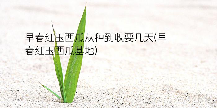 早春红玉西瓜从种到收要几天(早春红玉西瓜基地)