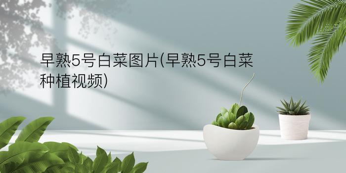 早熟5号白菜图片(早熟5号白菜种植视频)