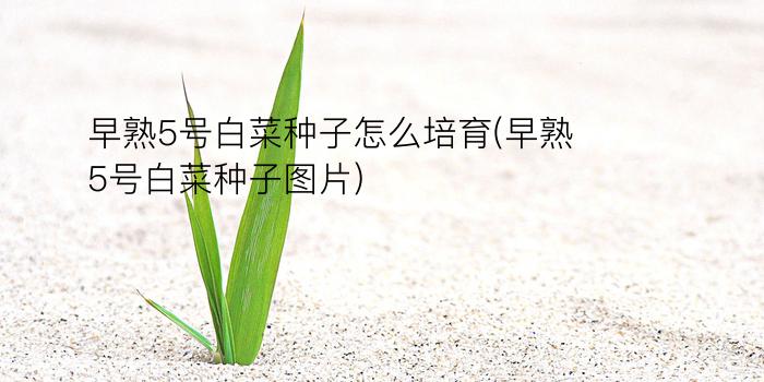 早熟5号白菜种子怎么培育(早熟5号白菜种子图片)